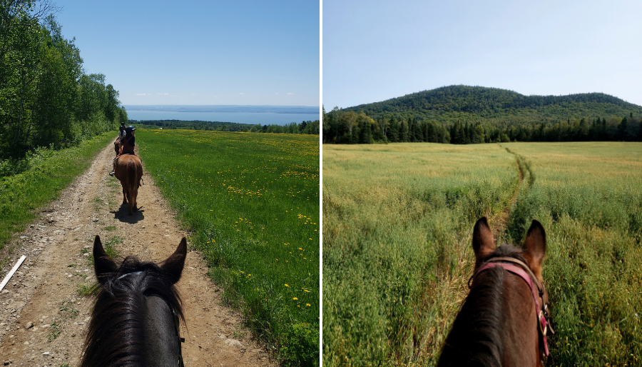 Crédit 📷 : Écuries entre Monts et Marées
