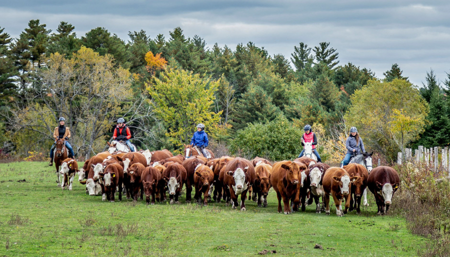 Crédit 📷 : Ferme du Joual Vair